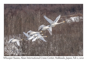 Whooper Swans