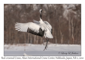 Red-crowned Crane