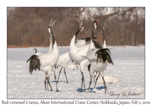 Red-crowned Cranes