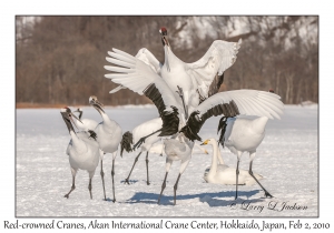 Red-crowned Cranes