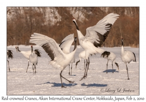 Red-crowned Cranes