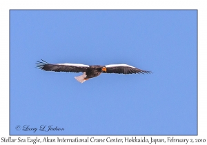 Stellar's Sea Eagle