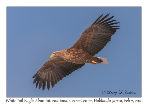 White-tail Eagle