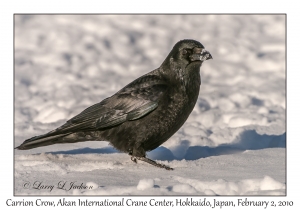 Carrion Crow