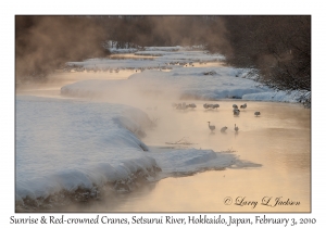 Sunrise &  Red-crowned Cranes