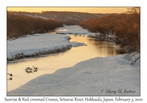 Sunrise &  Red-crowned Cranes