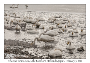 Whooper Swans