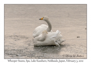 Whooper Swans