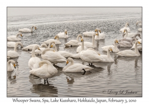 Whooper Swans