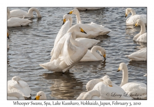 Whooper Swans