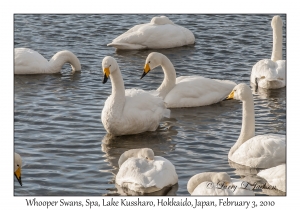 Whooper Swans