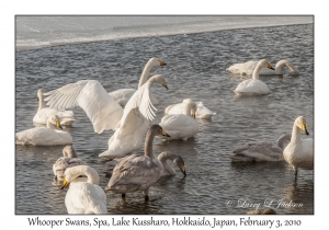 Whooper Swans