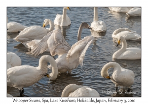 Whooper Swans