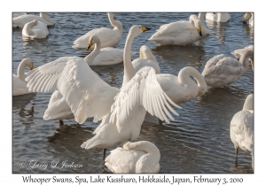 Whooper Swans