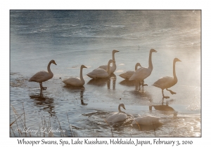 Whooper Swans