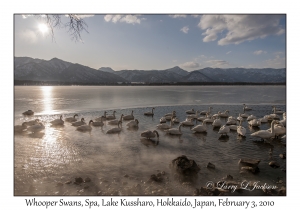 Whooper Swans