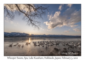 Whooper Swans