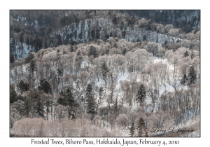 Frosted Trees