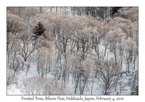 Frosted Trees