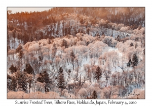 Sunrise Frosted Trees