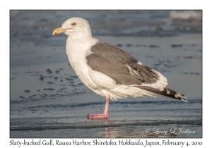 Slaty-backed Gull