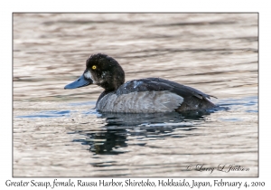 Greater Scaup