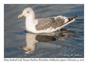 Slaty-backed Gull