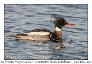 Red-breasted Merganser