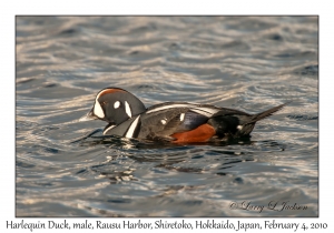 Harlequin Duck