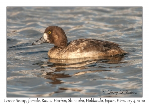 Lesser Scaup