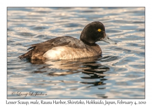 Lesser Scaup