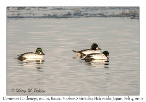 Common Goldeneye