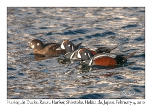 Harlequin Ducks