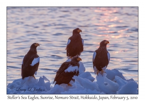 Steller's Sea Eagles