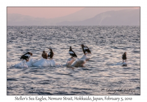 Steller's Sea Eagles