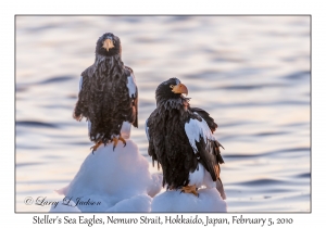 Steller's Sea Eagles