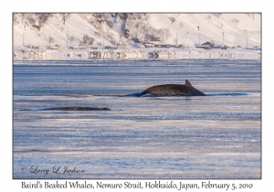 Baird's Beaked Whales