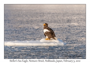 Steller's Sea Eagle