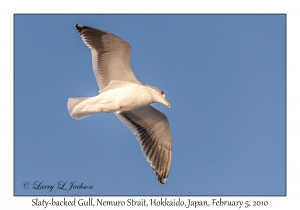 Slaty-backed Gull