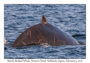 Baird's Beaked Whale