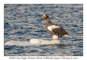 Steller's Sea Eagle