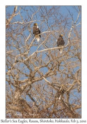 Steller's Sea Eagles