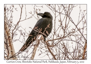 Carrion Crow