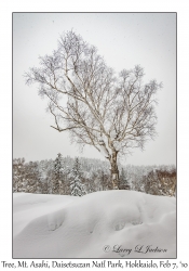 Frosted Tree