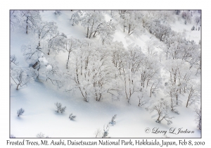 Frosted Trees