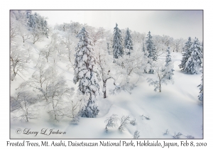 Frosted Trees