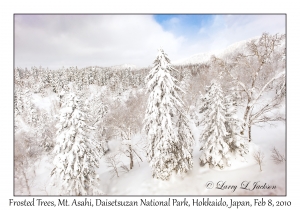 Frosted Trees