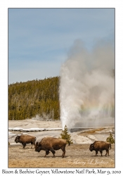 Bison & Beehive Geyser