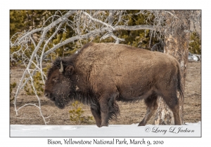 Bison