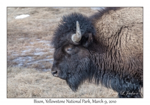 Bison